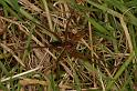 Dolomedes_plantarius_D5132_Z_90_Canal du Nivernais_Frankrijk